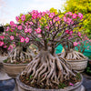 Mixed Desert Rose / Adenium Obesum African Houseplant Flower Seeds – photo 7
