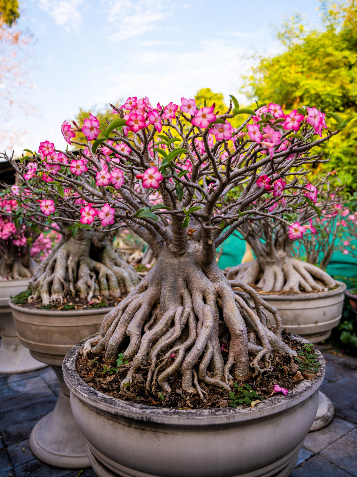 Mixed Desert Rose / Adenium Obesum African Houseplant Flower Seeds – photo 7