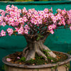 Mixed Desert Rose / Adenium Obesum African Houseplant Flower Seeds
