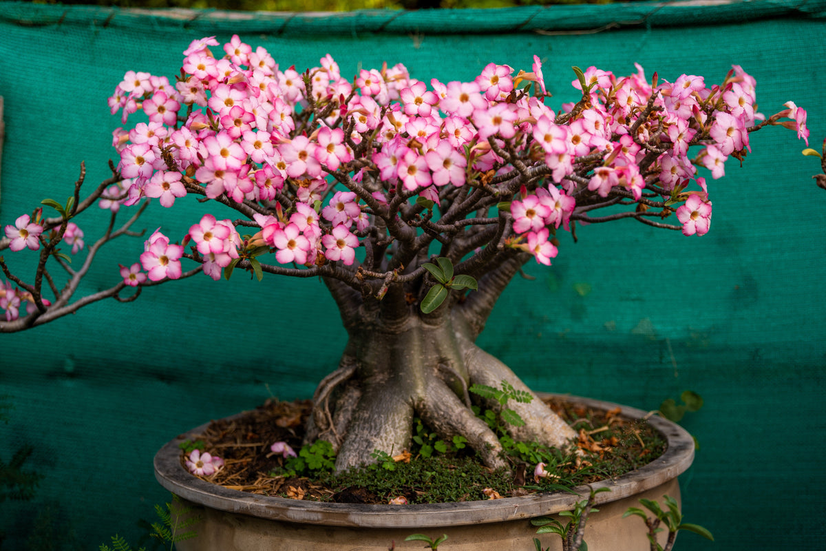 Mixed Desert Rose / Adenium Obesum African Houseplant Flower Seeds