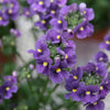 50 BLUE GEM NEMESIA Strumosa Flower Seeds