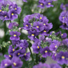 50 BLUE GEM NEMESIA Strumosa Flower Seeds