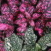 10 Dwarf ROSE Pink POLKA DOT PLANT Splash Select Hypoestes Phyllostachya Flower Houseplant Seeds
