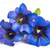 15 Blue STEMLESS GENTIAN Gentiana Acaulis Kochiana Flower Seeds