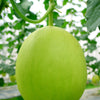 150 HONEYDEW GREEN FLESH Cucumis Melo Inodorus Melon Fruit Seeds