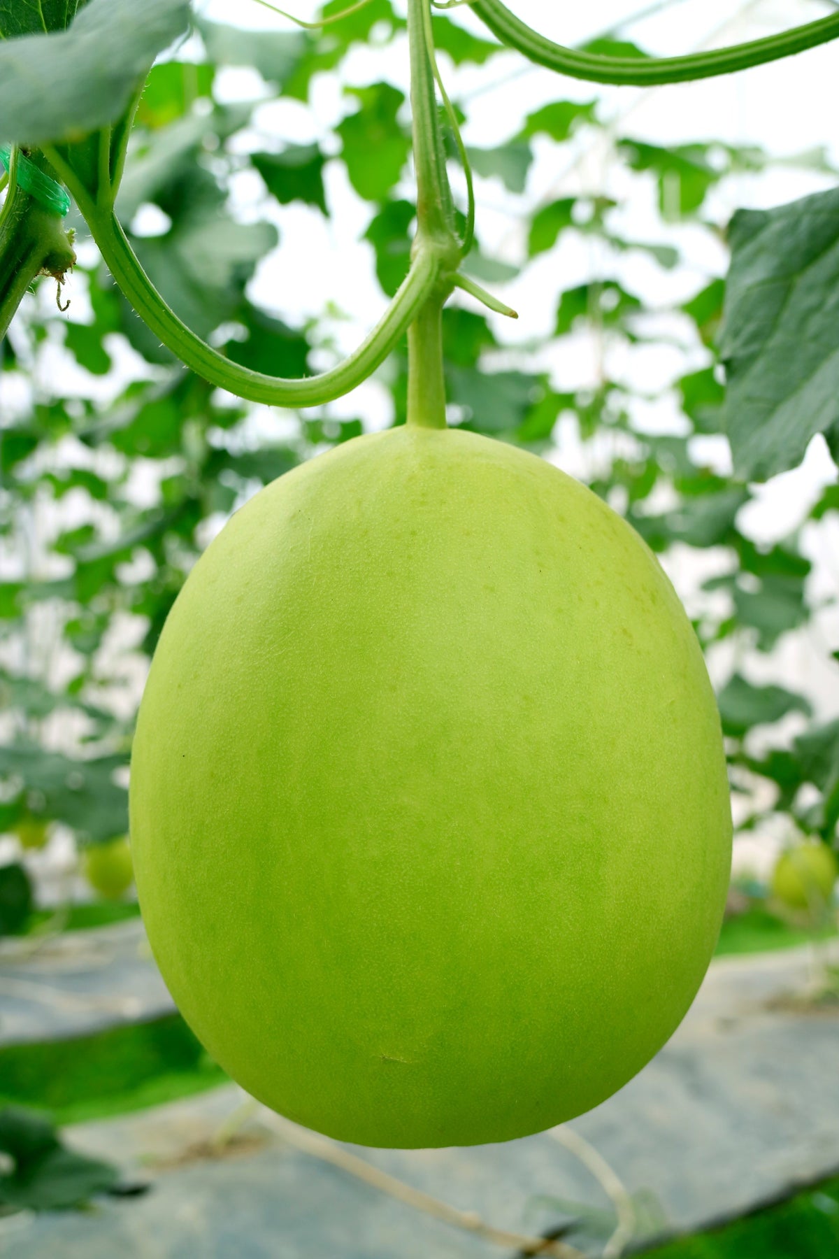 Honeydew Green Flesh Seeds – Cucumis Melo Inodorus Melon Fruit – photo 8