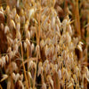 200 ORGANIC OAT Oats Avena Sativa Grain Vegetable Seeds