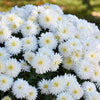 50 Mixed Colors INDIAN CHRYSANTHEMUM Indicum Hardy Mum Double Red Yellow Pink Orange Purple Bicolor Flower Seeds