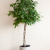 50 WEEPING FIG Ficus Benjamina Benjamin Indian Rubber Tree Houseplant Seeds