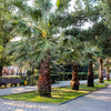 5 COMMON WINDMILL PALM Trachycarpus Fortunei Hardy Chusan Palm Tree Sun Shade Houseplant Seeds