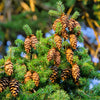 Grow Your Own CHRISTMAS TREE - Douglas Fir ( Pseudotsuga Menziesii ) Gift Packet of Tree Seeds