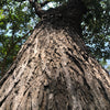 5 TRUE MAHOGANY TREE Honduran Big Leaf Sky Fruit Swietenia Macrophylla Seeds