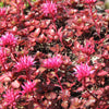50 Red DRAGONS BLOOD SEDUM Stonecrop Sedum Spurium Flower Seeds
