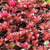 50 Red DRAGONS BLOOD SEDUM Stonecrop Sedum Spurium Flower Seeds