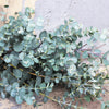 20 SILVER DROP EUCALYPTUS Gunnii Cider Gum Silver Blue Foliage Florist Tree Seeds