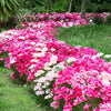 Double Deuces Godetia Seeds – Grandiflora Clarkia Amoena Mixed Colors & Bicolor Flower – photo 11