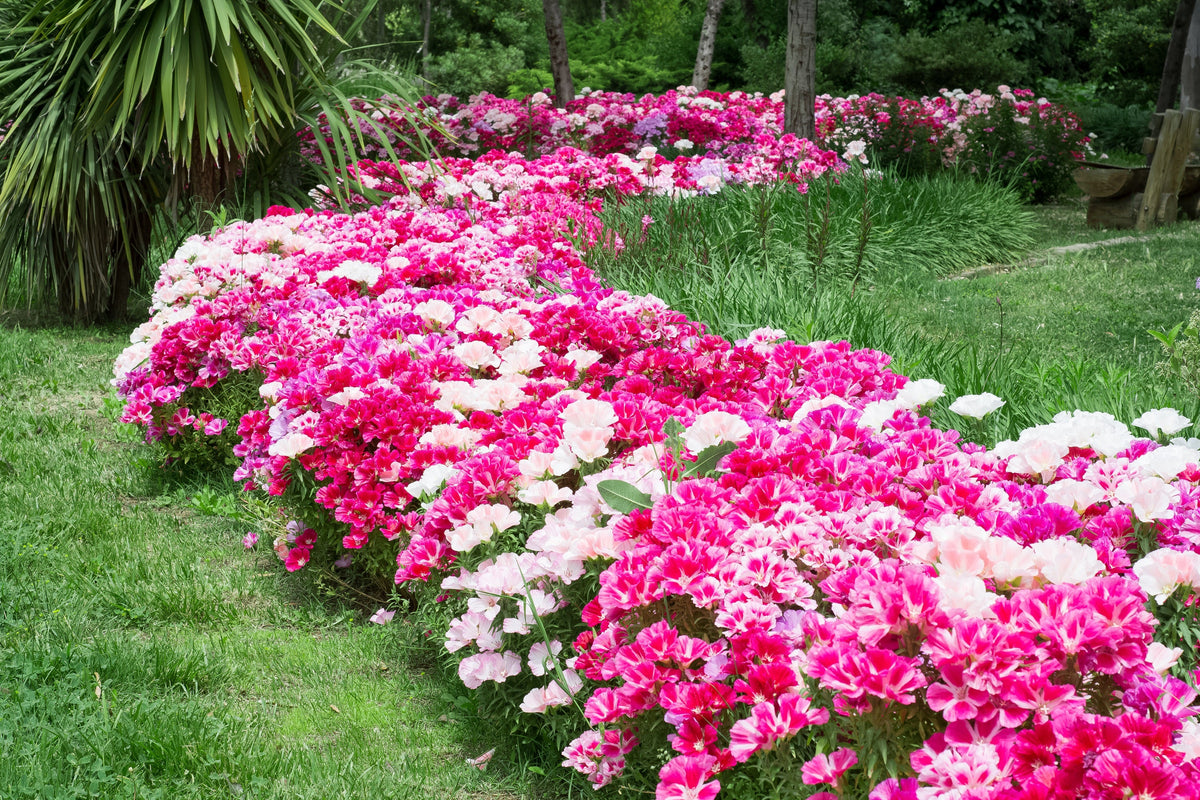 Double Deuces Godetia Seeds – Grandiflora Clarkia Amoena Mixed Colors & Bicolor Flower – photo 11