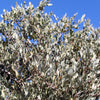 5 JOJOBA Simmondsia Chinensis Fruit Nut Oil Evergreen Shrub Seeds
