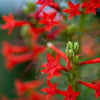 200 STANDING CYPRESS (Scarlet Gilia) Ipomopsis Rubra Flower Seeds