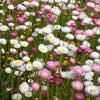 100 MIXED DOUBLE ACROCLINIUM Paper Daisy Helipterum Rhodanthe Flower Seeds