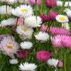100 MIXED DOUBLE ACROCLINIUM Paper Daisy Helipterum Rhodanthe Flower Seeds