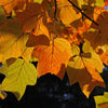 15 TULIP POPLAR TREE Yellow Flower Liriodendron Tulipifera Whitewood Seeds