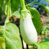 50 CASPER WHITE EGGPLANT Solanum Melongena Fruit / Vegetable Seeds