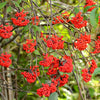 100 RED ELDERBERRY Sambucus Racemosa Scarlet Mountain Elder Bunchberry Tree Shrub Fruit Berry Seeds