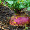 1500 American PURPLE TOP RUTABAGA Brassica Napus Root Vegetable & Greens Seeds