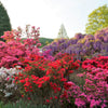 25 MIXED COLORS AZALEA Rhododendron spp. Red, Pink, Purple, White Flower Shade Bush Shrub Seeds