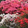 25 MIXED COLORS AZALEA Rhododendron spp. Red, Pink, Purple, White Flower Shade Bush Shrub Seeds