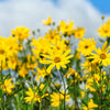 20 JERUSALEM ARTICHOKE Sunchoke Sunroot Helianthus Tuberosus Yellow Sunflower Root Vegetable Seeds