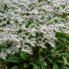 30 GERMAN STATICE White Sea Lavender Goniolimon Tataricum Limonium Flower Seeds