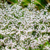 30 GERMAN STATICE White Sea Lavender Goniolimon Tataricum Limonium Flower Seeds