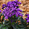 50 Blue MARINE HELIOTROPE Heliotropium Arborescens Flower Seeds