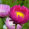 100 MIXED DOUBLE ACROCLINIUM Paper Daisy Helipterum Rhodanthe Flower Seeds