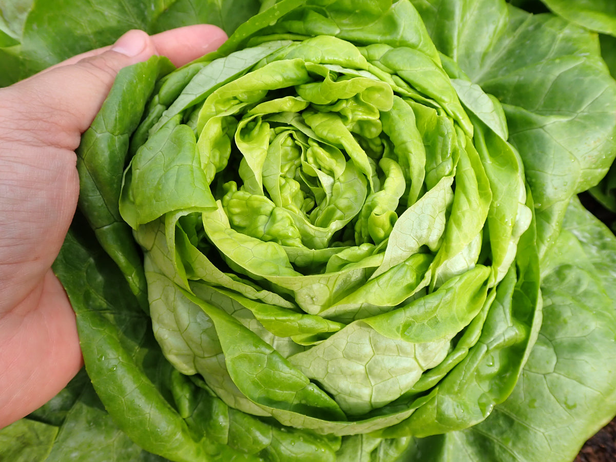 Buttercrunch Leaf Lettuce Seeds – Lactuca Sativa Vegetable