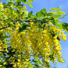 25 SIBERIAN PEASHRUB Caragana Arborescens Peatree Yellow Flower Legume Vegetable Seeds
