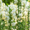 250 WHITE SNOWFLAKE SNAPDRAGON Antirrhinum Majus Flower Seeds