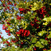 40 ENGLISH HOLLY Ilex Aquifolium aka European Common or Christmas Holly Evergreen Tree Shrub Berry Seeds