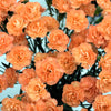 50 ORANGE CARNATION Dianthus Caryophyllus Chabaud Double Flower Seeds