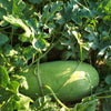 50 CHARLESTON GRAY WATERMELON Citrullus Lanatus Red Fruit Melon Seeds