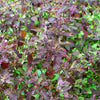 200 Purple Krishna Tulsi HOLY BASIL Ocimum Sanctum Tenuiflorum Herb Flower Seeds