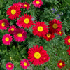 100 RED ROBINSONS DAISY Painted Chrysanthemum Coccineum Pyrethrum Flower Seeds