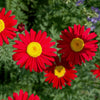 100 RED ROBINSONS DAISY Painted Chrysanthemum Coccineum Pyrethrum Flower Seeds