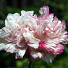 100 Flemish Antique PEONY POPPY MIXED Colors  Papaver Peoniflorum Flower Seeds
