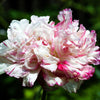 Organic Peony Poppy Mix Seeds – Papaver Paeoniflorum Mixed Colors Red, White, Pink, Black, Purple, Salmon – photo 13