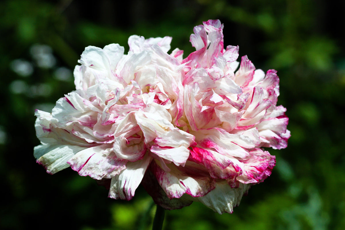 Organic Peony Poppy Mix Seeds – Papaver Paeoniflorum Mixed Colors Red, White, Pink, Black, Purple, Salmon – photo 13