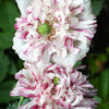 100 Flemish Antique PEONY POPPY MIXED Colors  Papaver Peoniflorum Flower Seeds