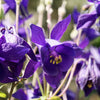 100 PURPLE COLUMBINE Aquilegia Vulgaris Flower Seeds